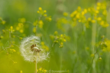 Carnet de nature