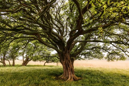A tree with a huge tree trunk in a field